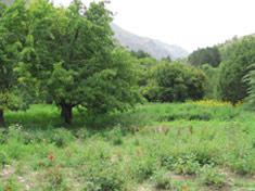 pamir botanical garden